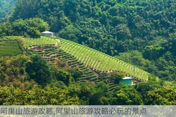 阿里山旅游攻略,阿里山旅游攻略必玩的景点