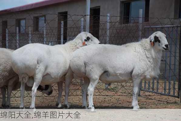 绵阳大全,绵羊图片大全-第2张图片-冬冬旅游网